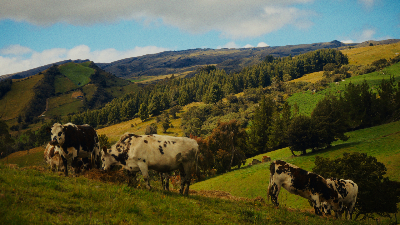 Hato de vacas pastando en una ladera verde de montaña