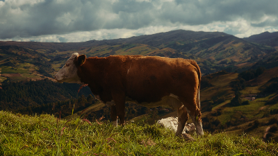 Vaca parda en un potrero de páramo, con la cordillera al fondo